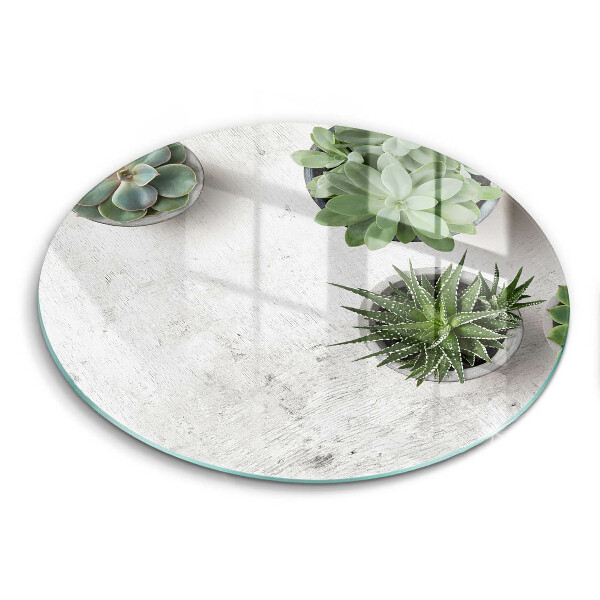 Chopping board glass Succulents on concrete