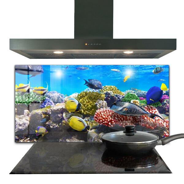 Cooker splashback Coral reef red sea