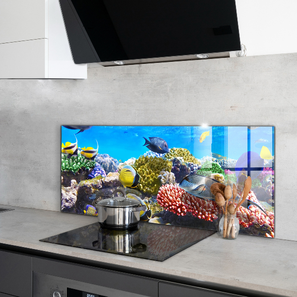Cooker splashback Coral reef red sea