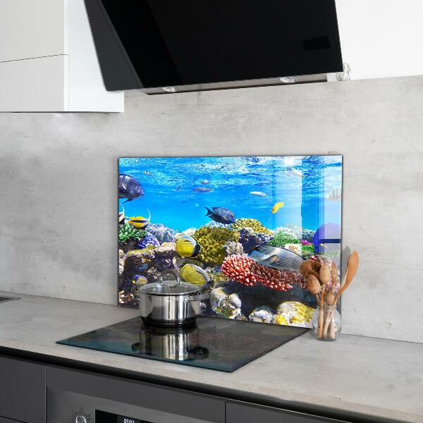 Cooker splashback Coral reef red sea