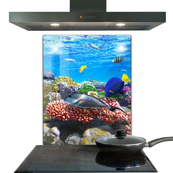 Cooker splashback Coral reef red sea
