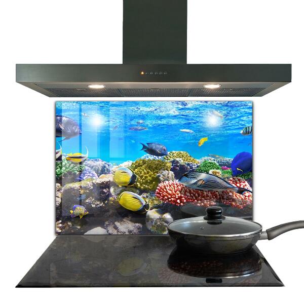 Cooker splashback Coral reef red sea