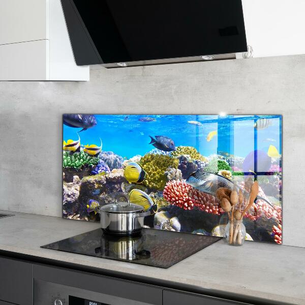 Cooker splashback Coral reef red sea