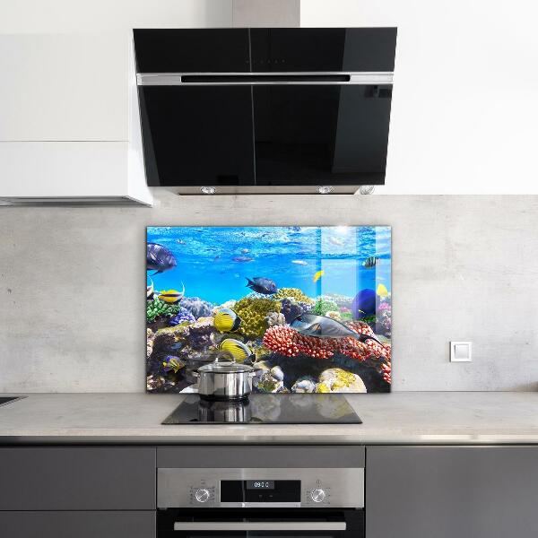 Cooker splashback Coral reef red sea