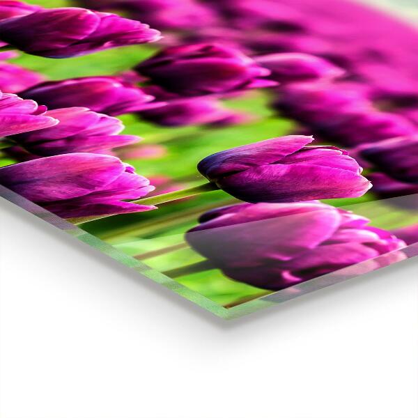 Kitchen splashback Field of pink tulips meadow