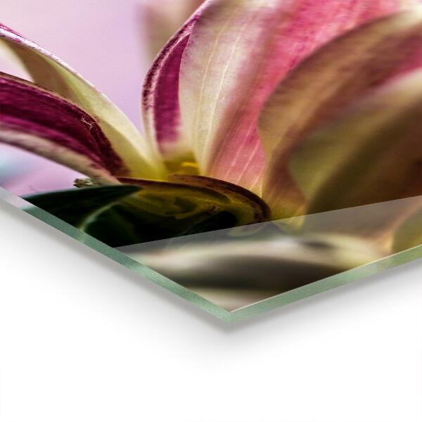 Kitchen splashback Flower with dew drop morning
