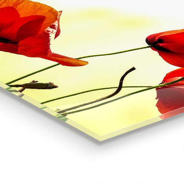 Kitchen splashback Field meadow with red poppies