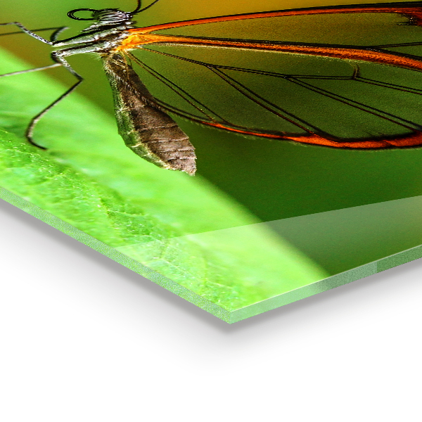 Cooker splashback Butterfly on a leaf