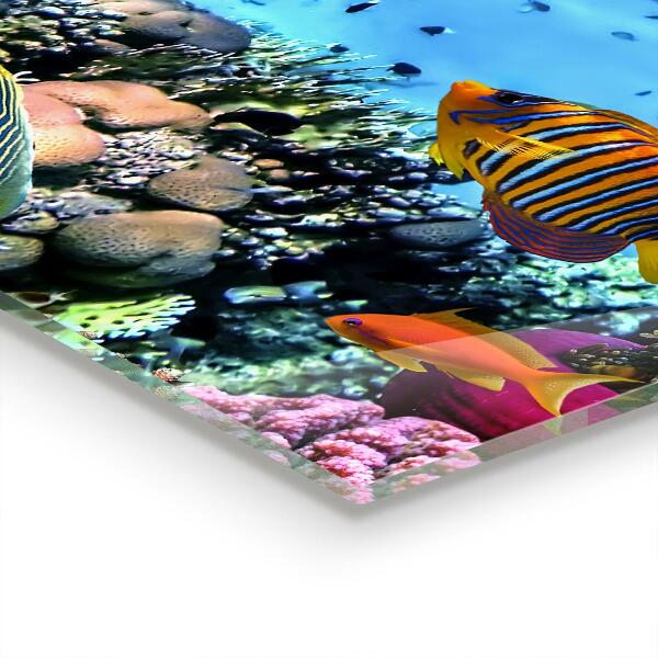 Cooker splashback Barrier reef caribbean