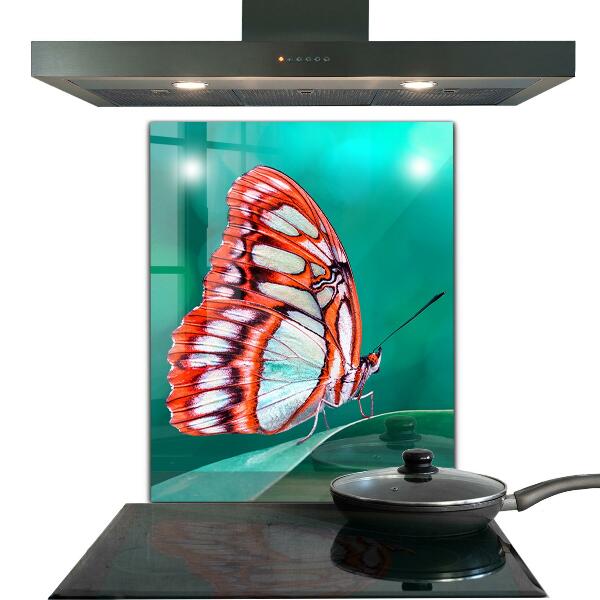 Cooker splashback Beautiful butterfly in nature