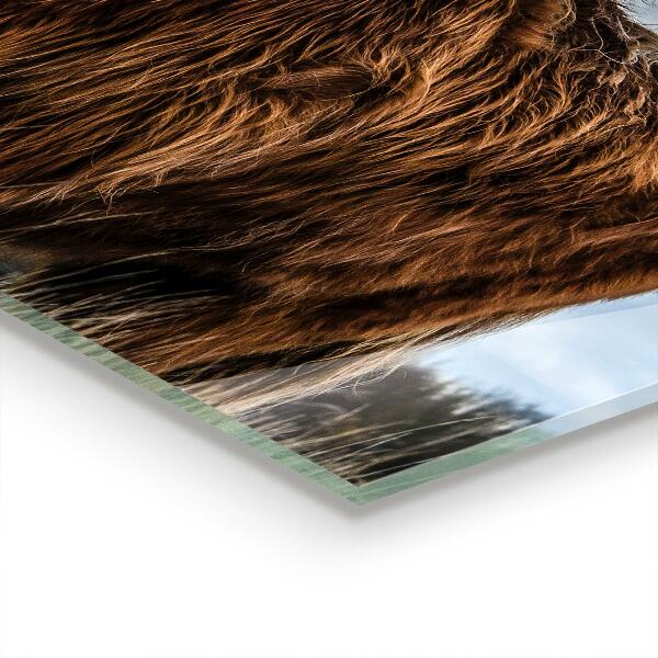 Kitchen splashback Highland boho cow