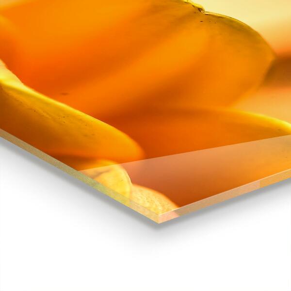 Kitchen wall panels Gerber flower