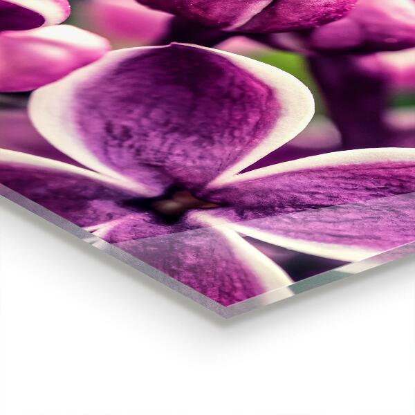 Kitchen wall panels Pink lilies natural beauty