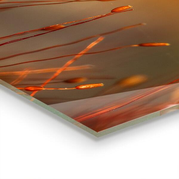 Kitchen splashback Grain field at sunset