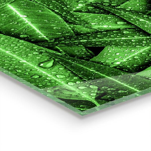 Kitchen splashback Green leaves after rain