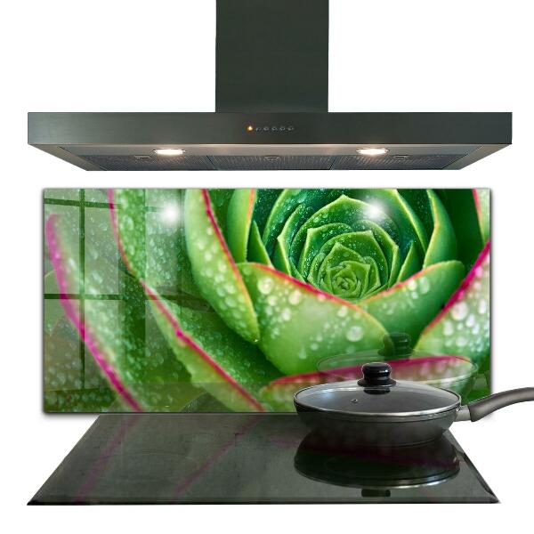 Kitchen splashback Succulent skalnik green garden