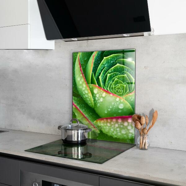 Kitchen splashback Succulent skalnik green garden