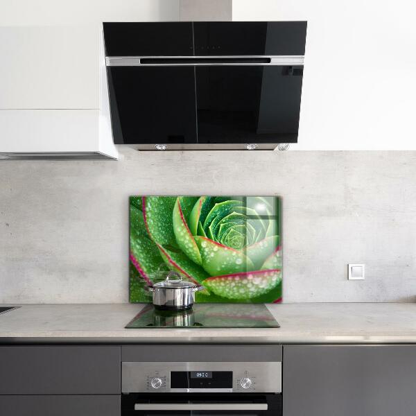 Kitchen splashback Succulent skalnik green garden