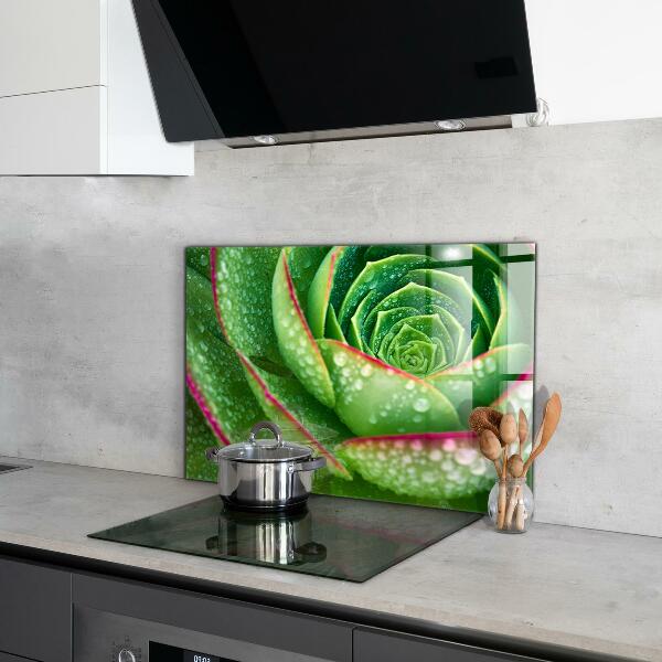 Kitchen splashback Succulent skalnik green garden