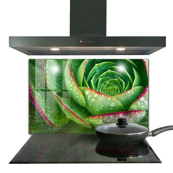 Kitchen splashback Succulent skalnik green garden