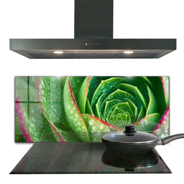 Kitchen splashback Succulent skalnik green garden