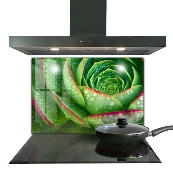 Kitchen splashback Succulent skalnik green garden