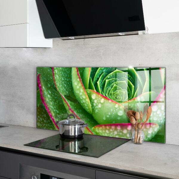 Kitchen splashback Succulent skalnik green garden