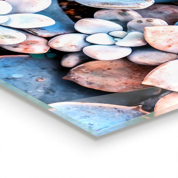 Kitchen splashback Colorful succulents