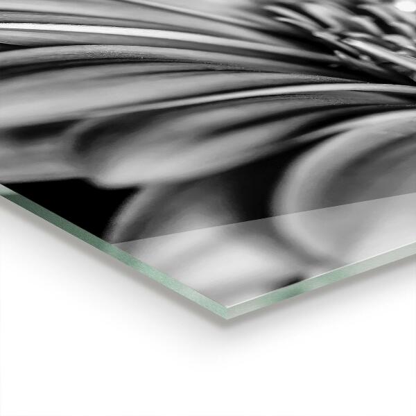 Kitchen splashback Gerber black and white photo