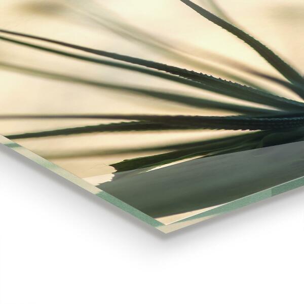 Kitchen splashback Beautiful delicate dandelion