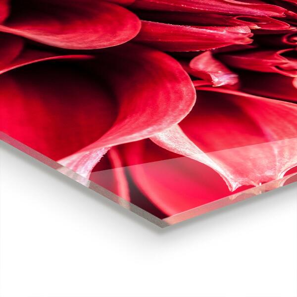 Kitchen splashback Energetic flower power of nature