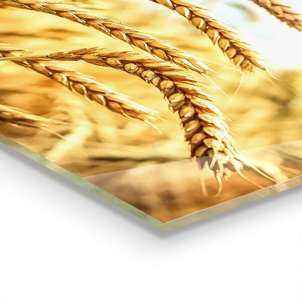 Kitchen splashback Grain gifts of mother nature