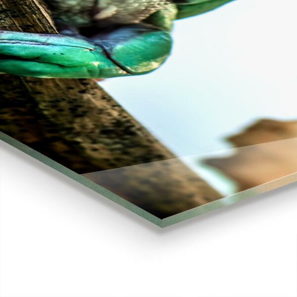 Kitchen splashback African frog portrait