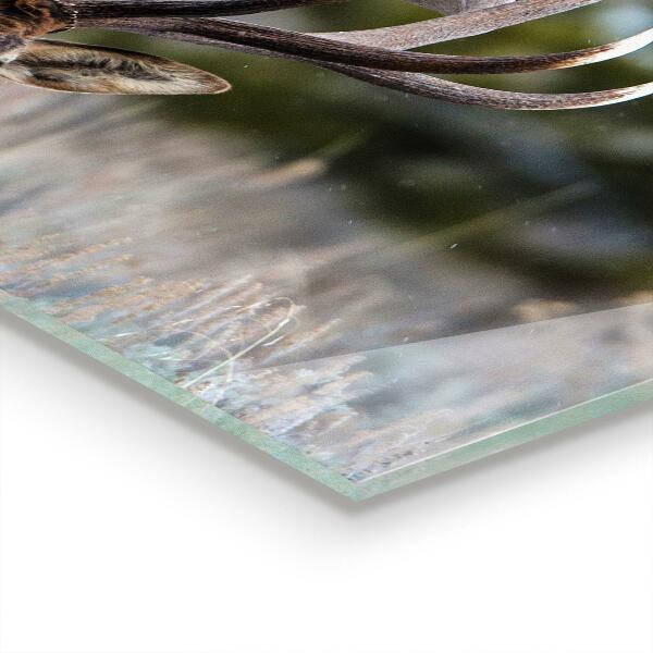 Kitchen splashback Deer wildlife