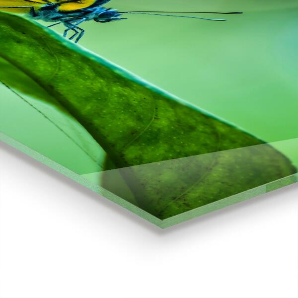 Kitchen splashback Butterfly resting on a leaf